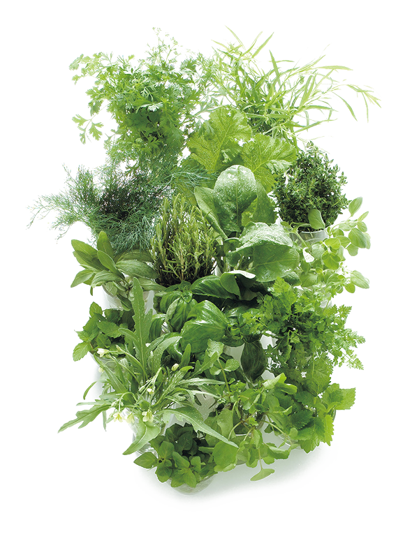 herb-topcontent