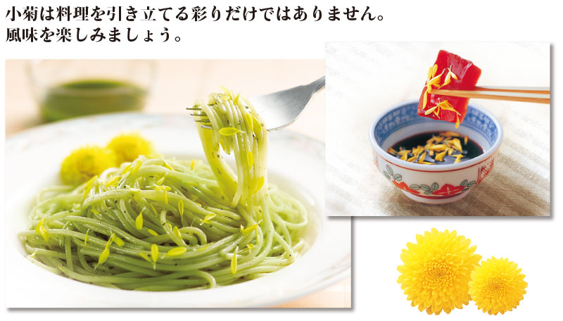 kiku02